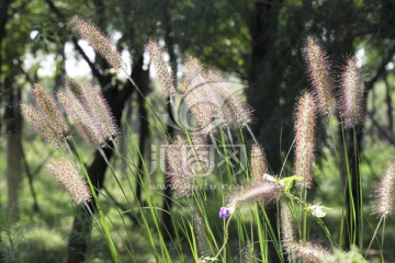 狗尾巴草 毛毛草