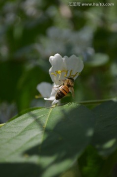 金银花和蜜蜂