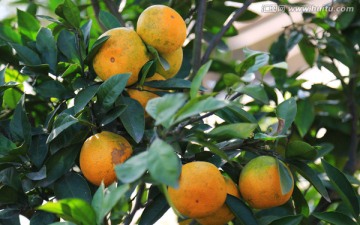 橘子 水果