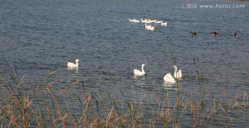 鹅 家禽 湿地