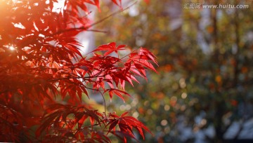 秋天 树叶 红叶