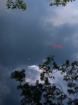 禅意 天空 倒影 红鲤 树叶