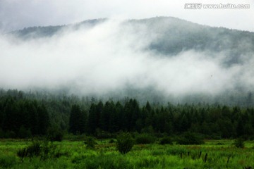 雨雾中的大兴安岭森林