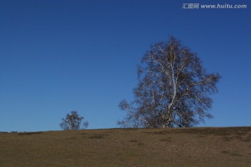 坝上白桦树