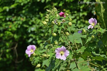 野芙蓉