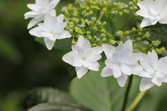 小白花