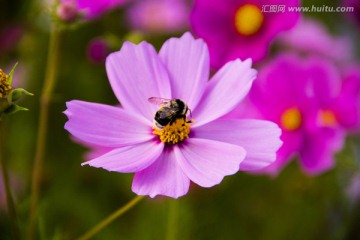 格桑花上的蜜蜂