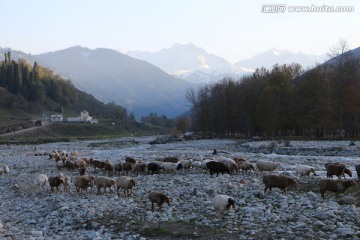 山沟里暮归的羊群