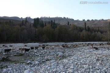 山沟里暮归的羊群