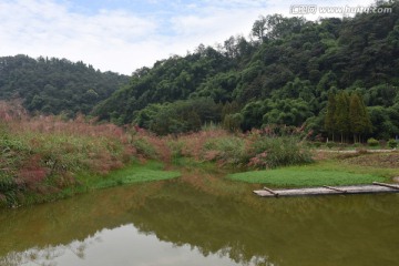 深秋的芦苇