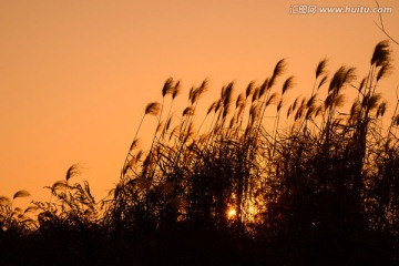 夕阳下的芦苇