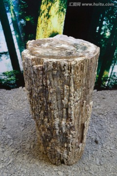 硅化木