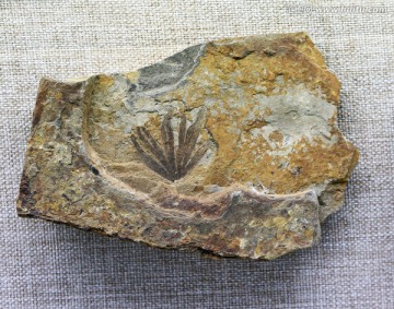 侏罗纪拜拉化石