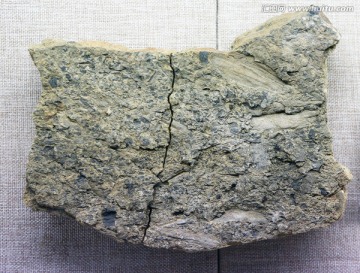 侏罗纪植物化石