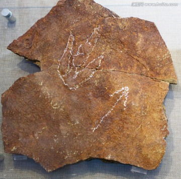白垩纪跷脚龙足迹化石