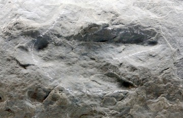 兽脚类足迹化石
