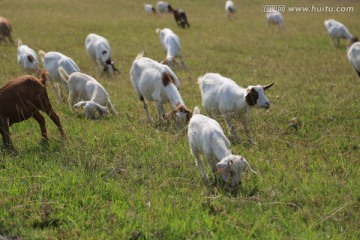 羊群 山坡草地