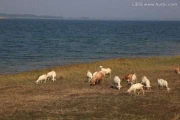 水边放牧 羊群