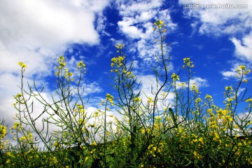 蓝天白云下的油菜花