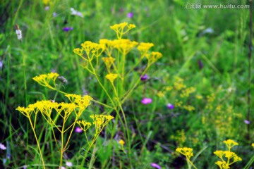 黄花龙芽