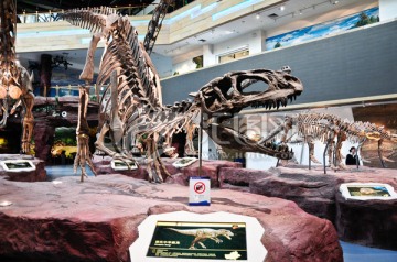 恐龙骨架化石
