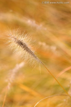 狗尾草