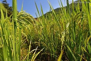 稻田 稻谷