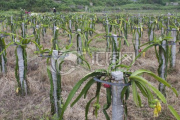 火龙果园火龙果种植园