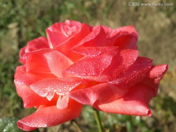 晨露中的玫瑰花