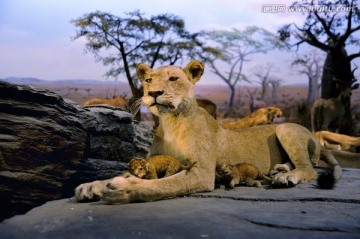 非洲狮 母狮