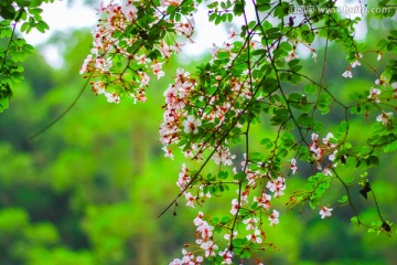 花丛背景