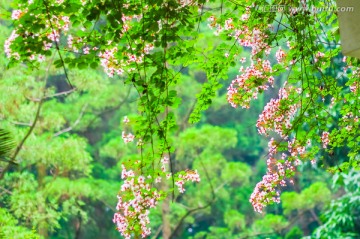 花丛背景
