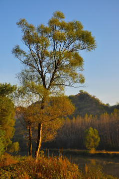 清晨河边的树