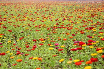 花海