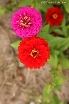 花朵