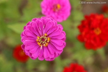 花朵