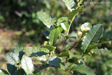茶树枝叶