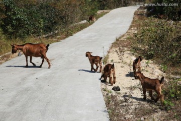 羊过马路