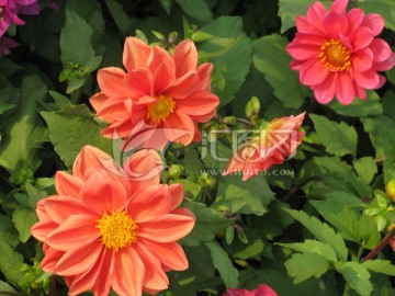 小丽花