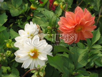 小丽花
