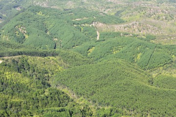 森林植被