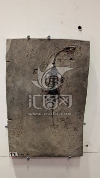 恐龙化石