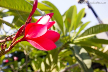 粉色鸡蛋花