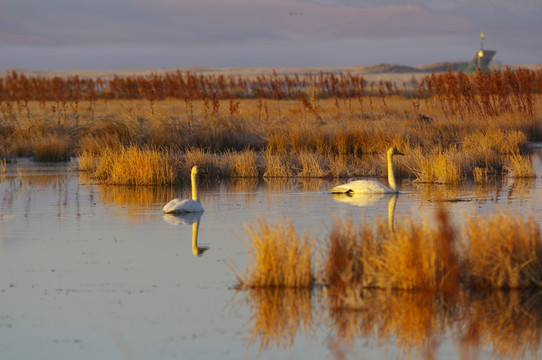 湿地水面上的天鹅