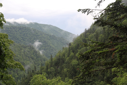 林区 林海 山沟 松树林