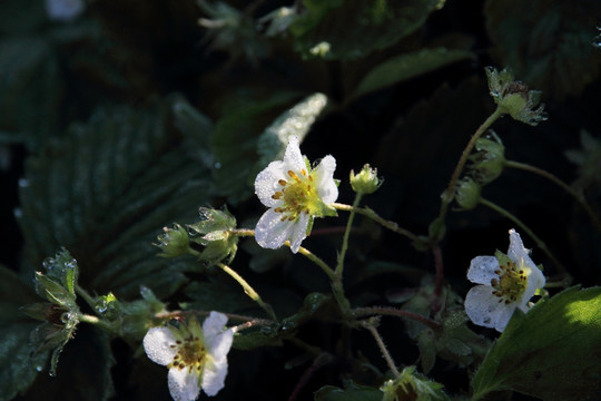 草莓开花 白色花