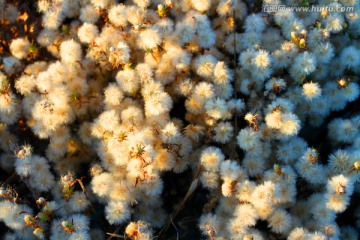 野菊花 种子