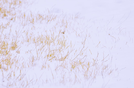 雪地上的枯草