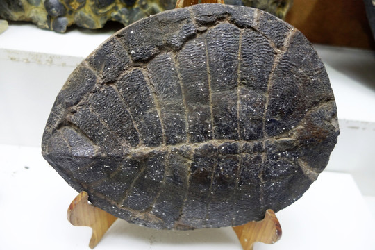 茂名无盾龟化石