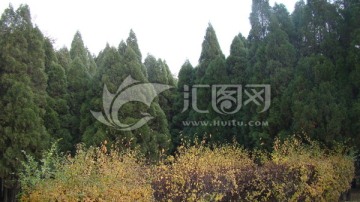 风景树